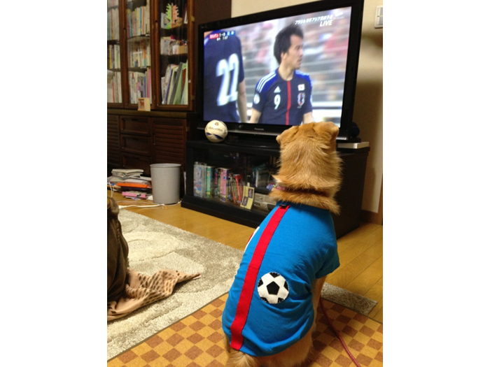 愛犬ベリー画像