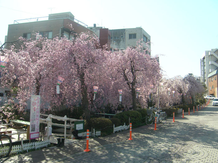 maruyama20140410