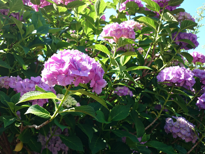 matsudo20140630