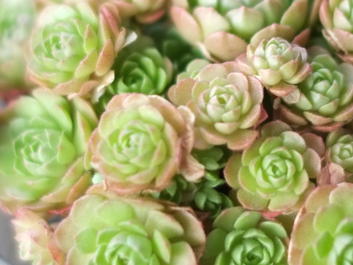 DSCF1165