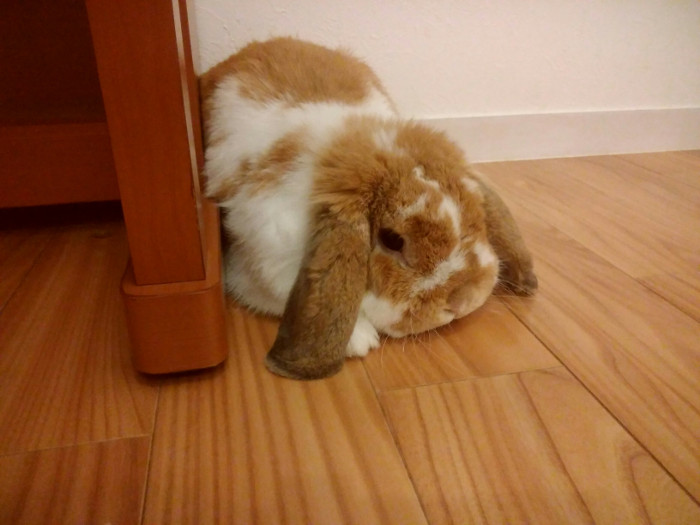 oonuki20180120